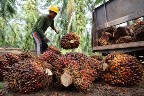 Harga TBS sawit plasma di Riau pekan ini turun.(ilustrasi/int)