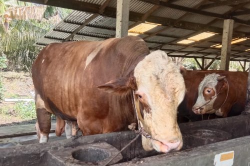 Riau terima belasan sapi kurban Presiden Prabowo untuk Provinsi dan Kabupaten/Kota (foto/int)