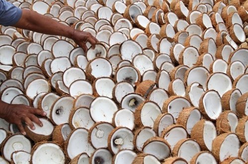 Ilustrasi petani kelapa di Inhil menjerit karena harga terjun bebas (foto/int)