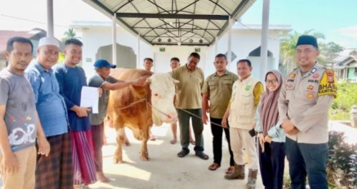 Musala Syech Oesman Syahabuddin Terima Bantuan Sapi Kurban dari Presiden RI Prabowo Subianto (foto/afrizal)